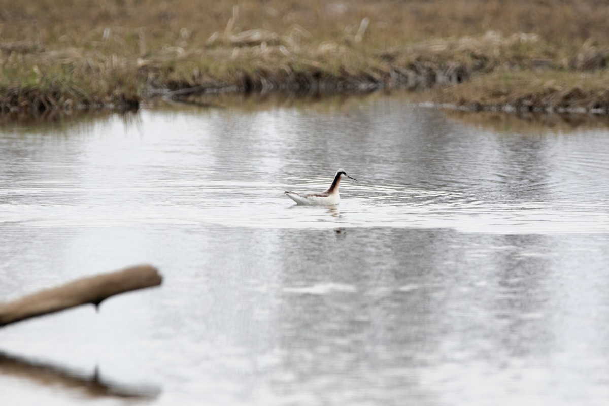 Wilson's Phalarope - ML618565119