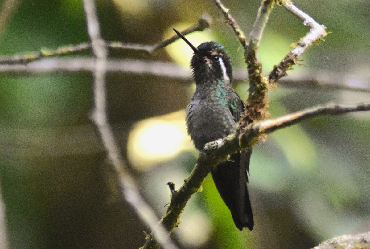 kolibřík fialovohrdlý - ML618565121
