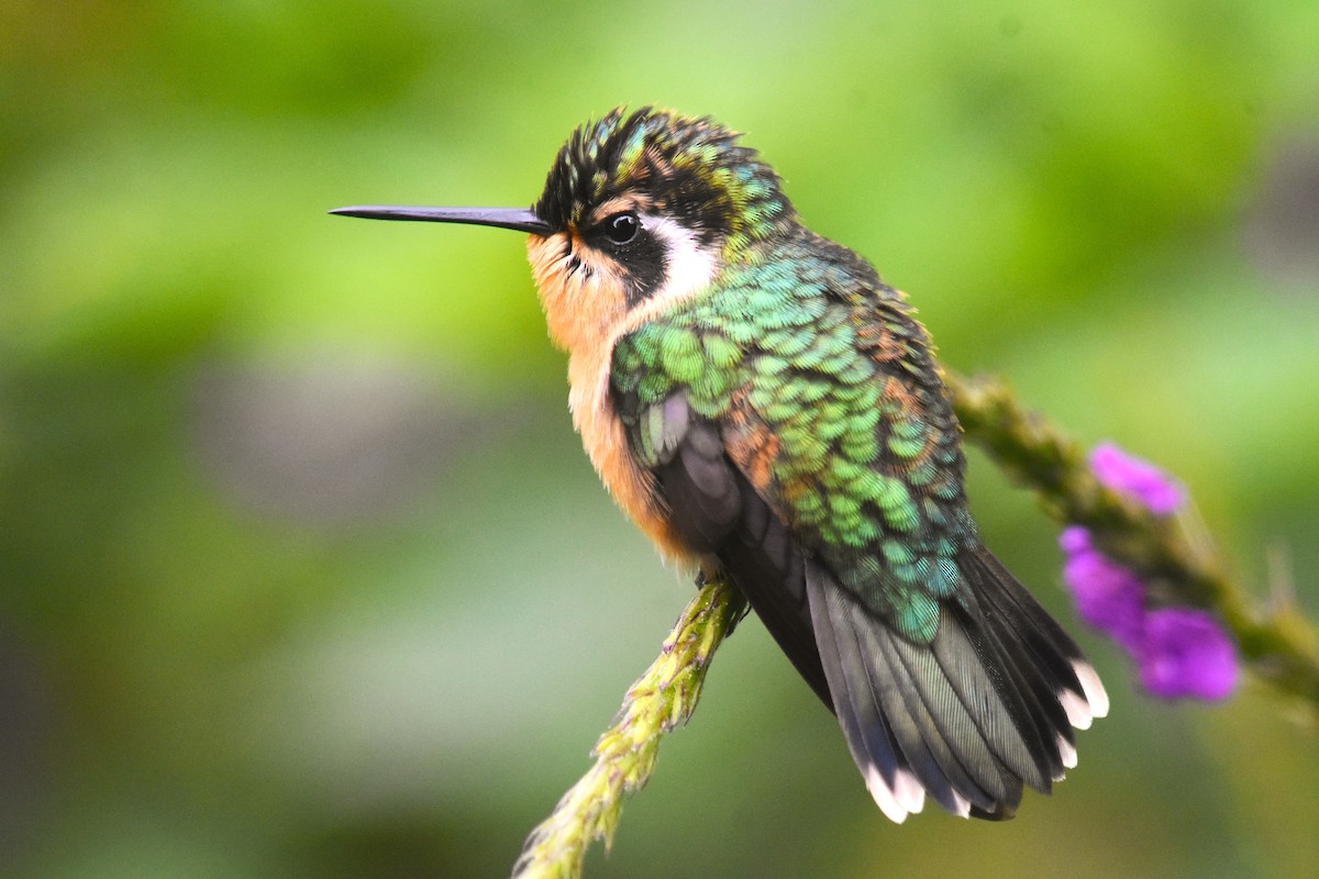 Colibri à gorge pourprée - ML618565122