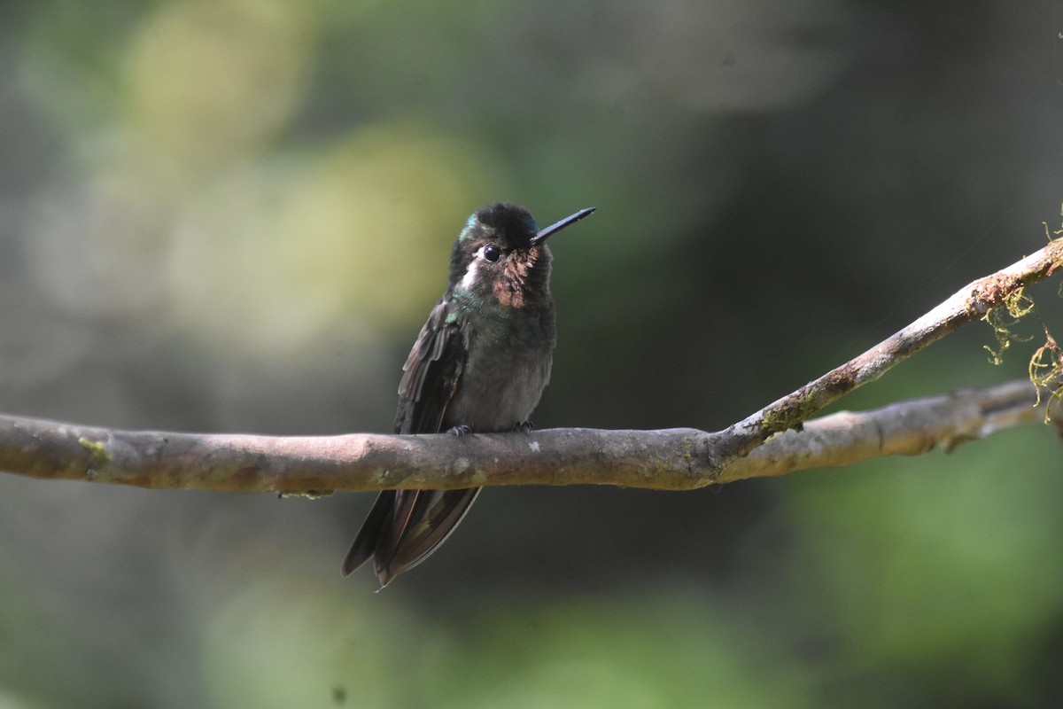 kolibřík fialovohrdlý - ML618565125