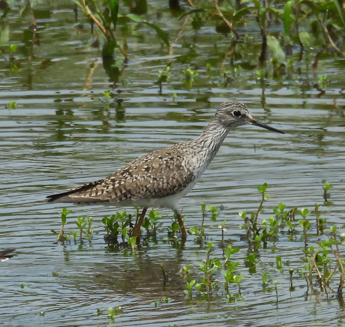 Lesser Yellowlegs - ML618565134