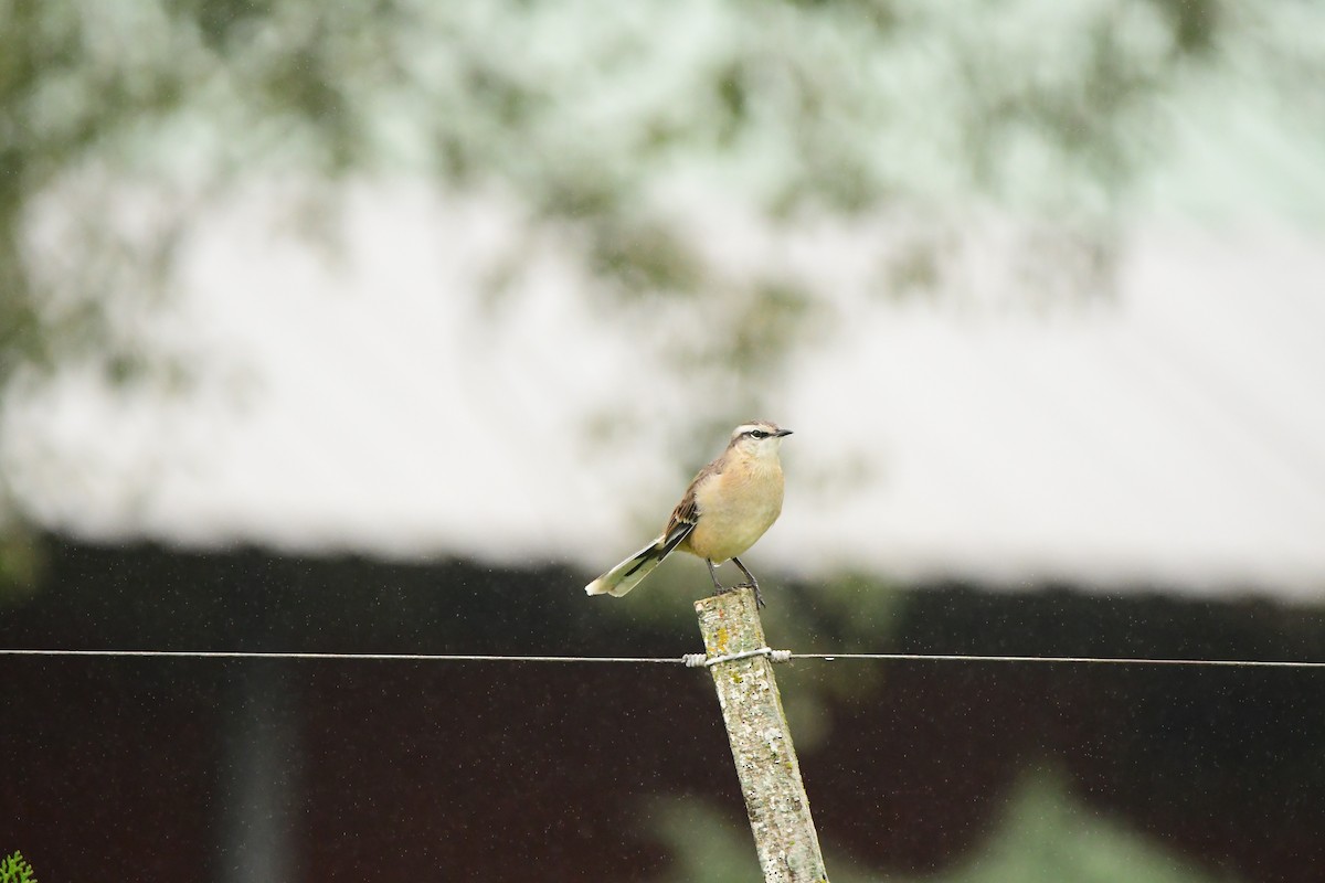 Chalk-browed Mockingbird - ML618565143