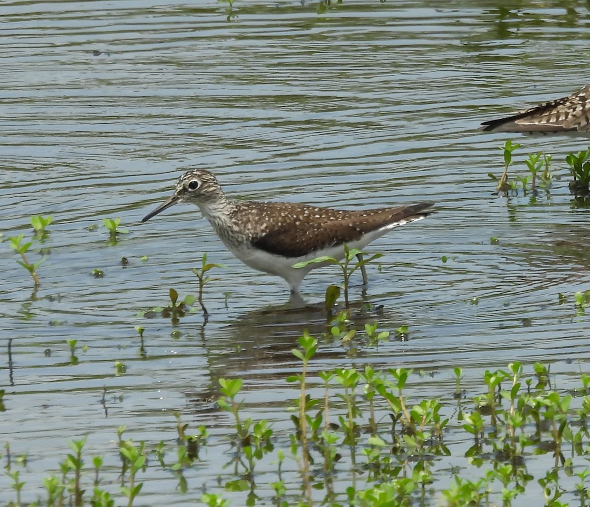 Solitary Sandpiper - ML618565150