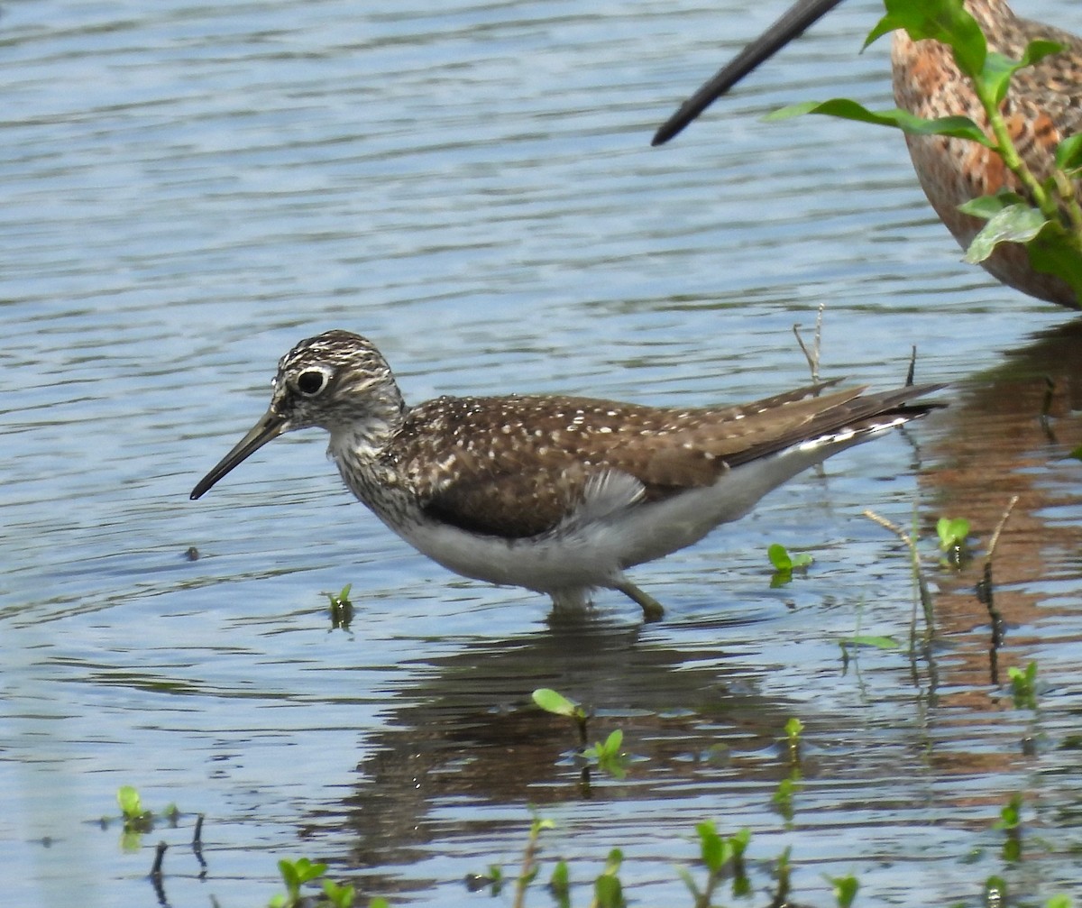 Solitary Sandpiper - ML618565151