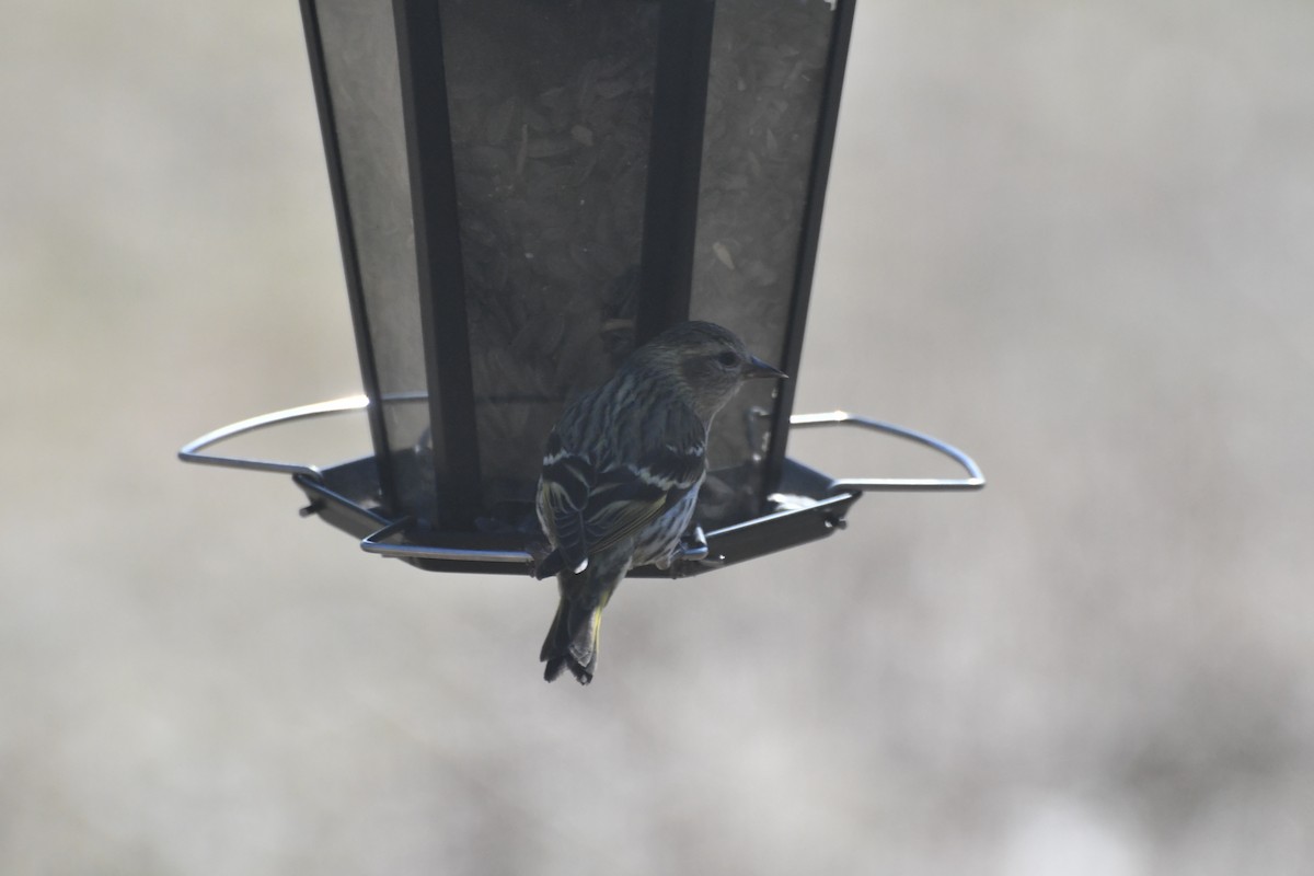 čížek severoamerický - ML618565202