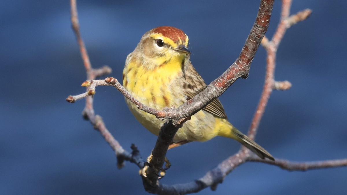 Palm Warbler - ML618565216