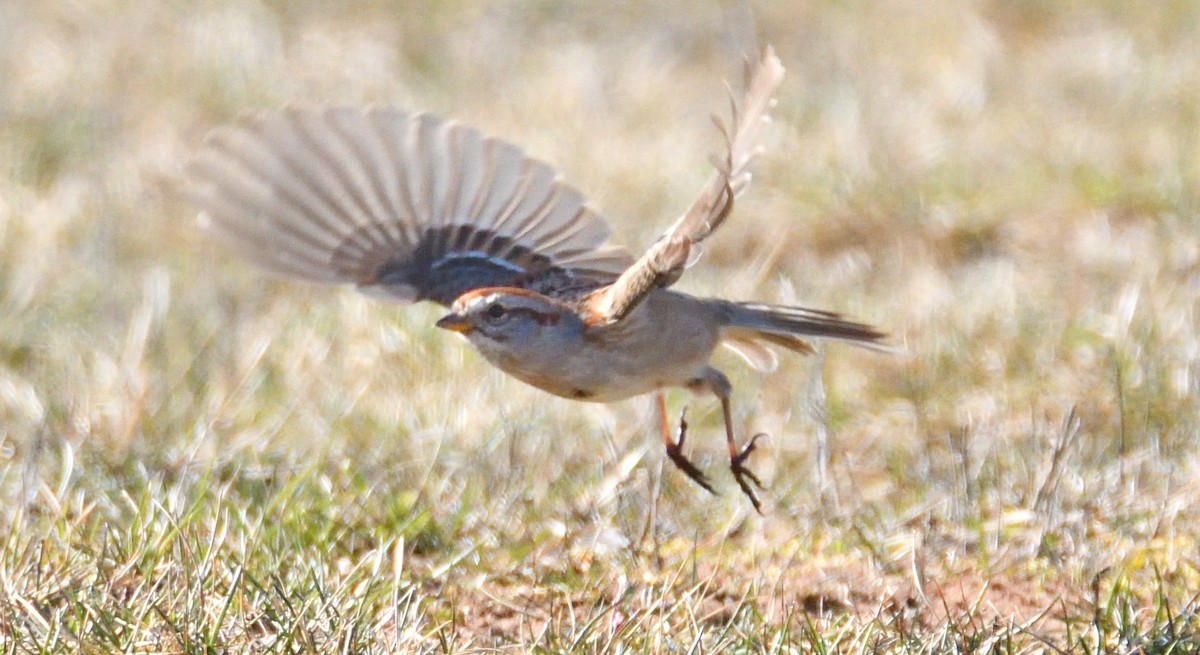 strnádka pokřovní - ML618565241