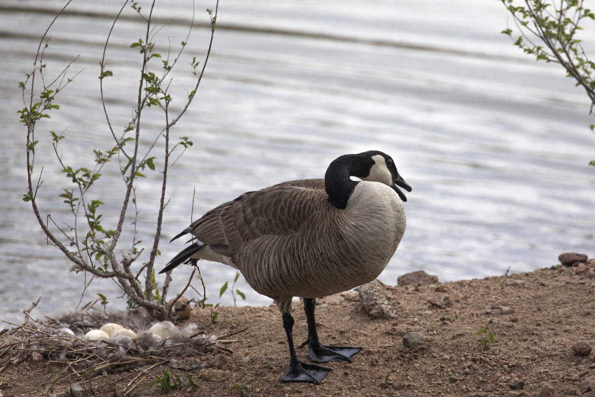 Canada Goose (moffitti/maxima) - Richard Bunn