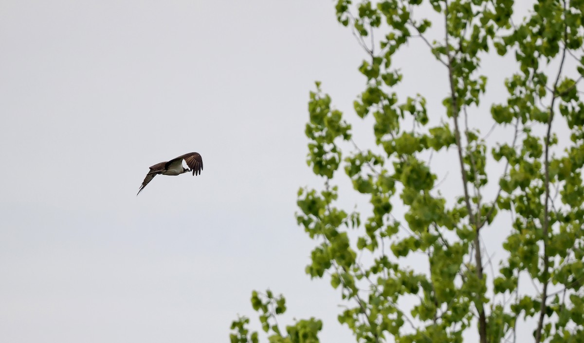 Águila Pescadora - ML618565298