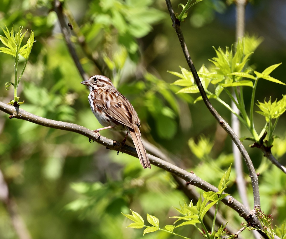 Song Sparrow - Kevin Murphy