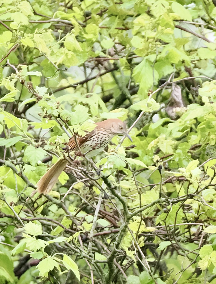 Brown Thrasher - ML618565314