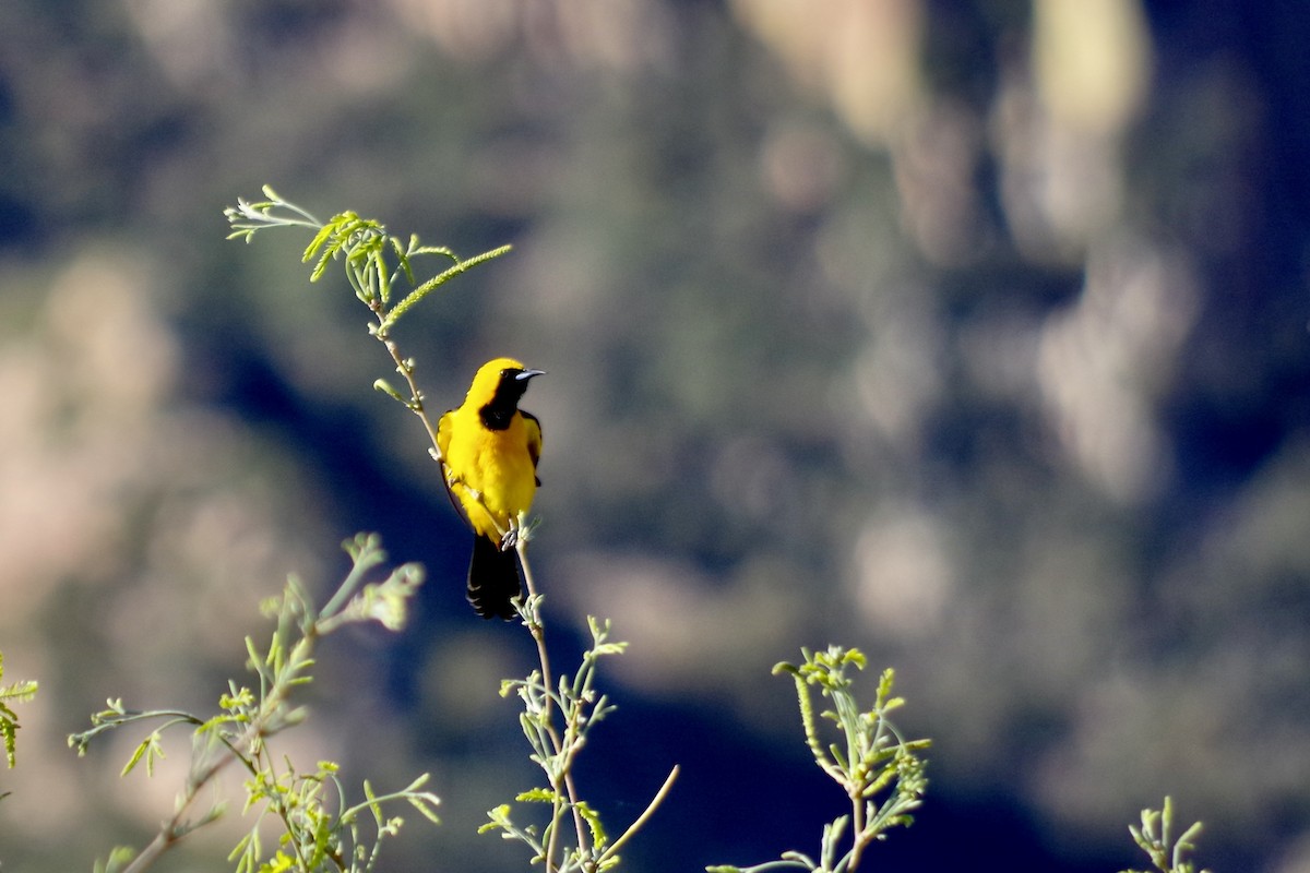 Hooded Oriole - ML618565338