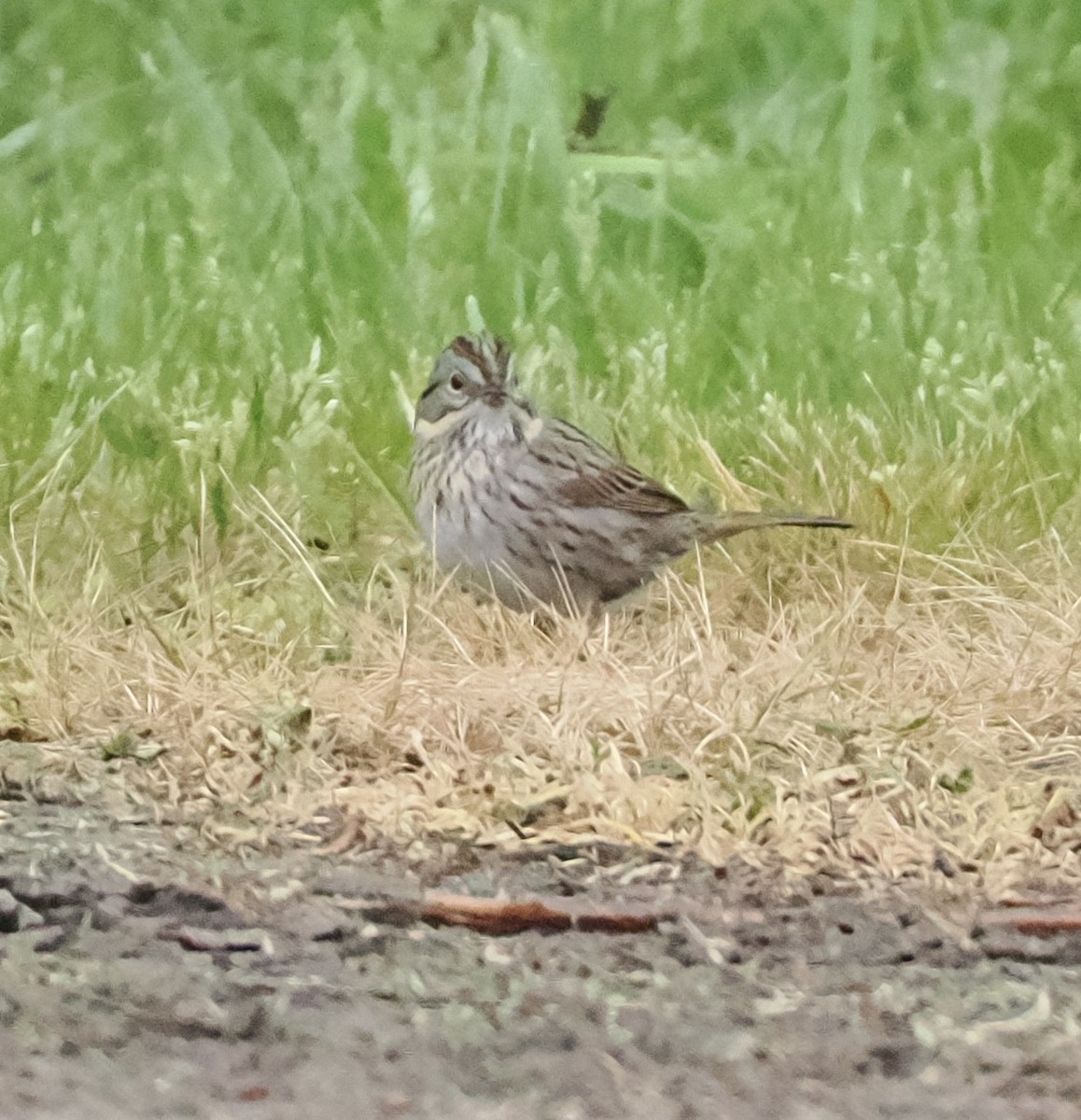 Lincoln's Sparrow - Jeff Lamson