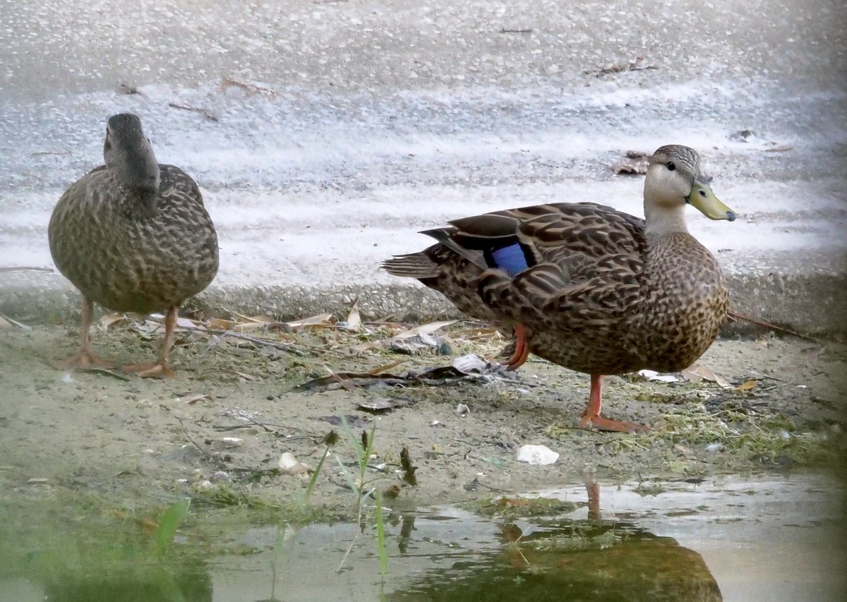 Canard brun (maculosa) - ML618565355