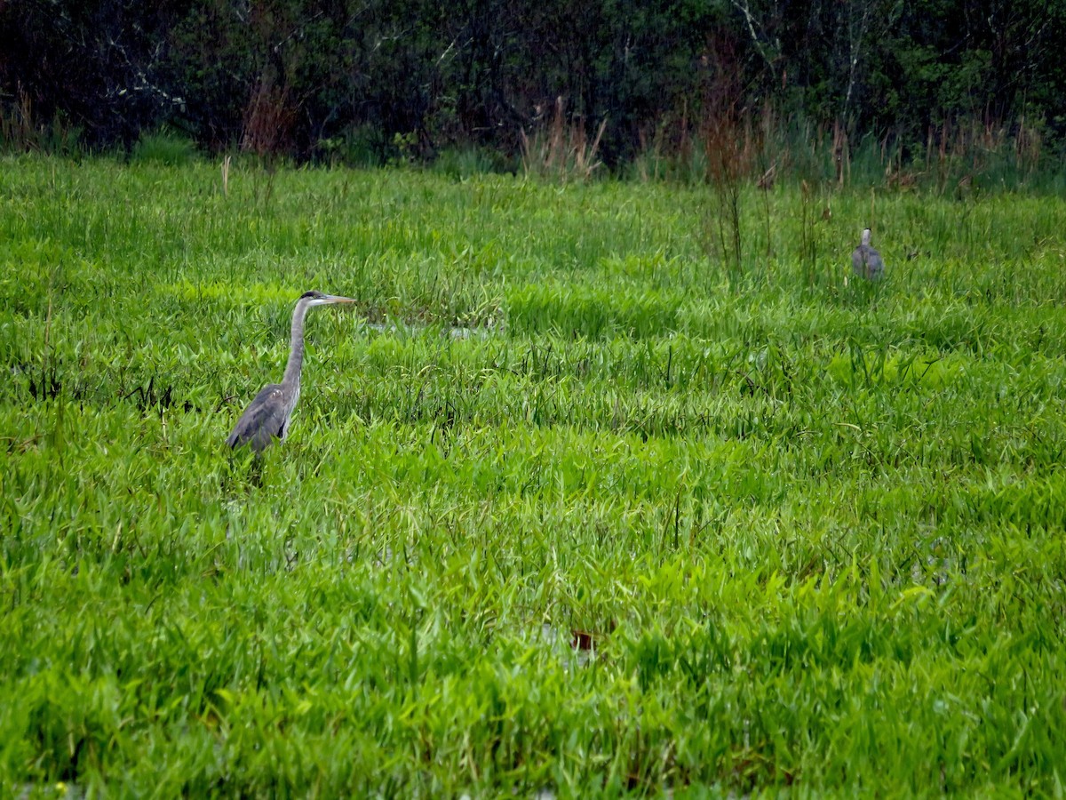 Garza Azulada - ML618565356