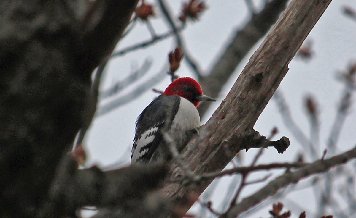 Red-headed Woodpecker - ML618565370