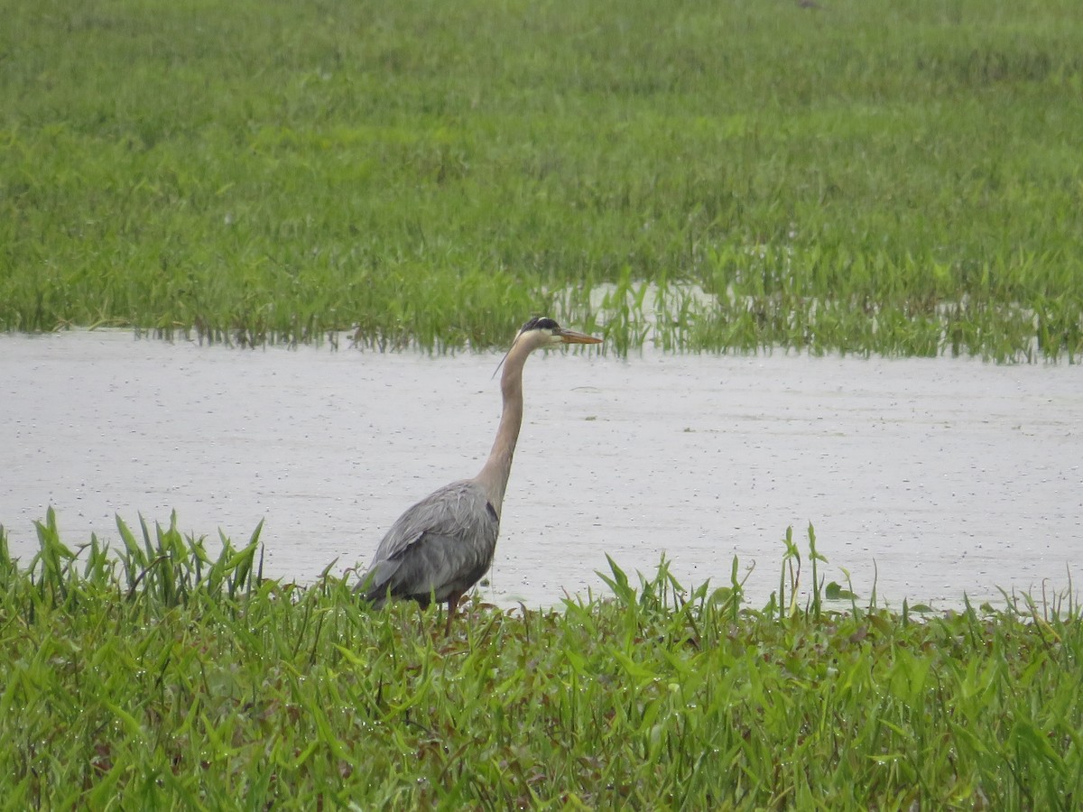 Great Blue Heron - ML618565374