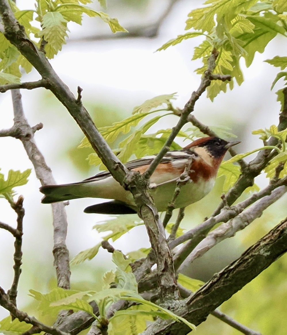 Bay-breasted Warbler - ML618565376