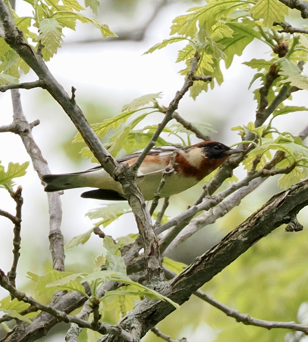 Bay-breasted Warbler - Jeff Lamson