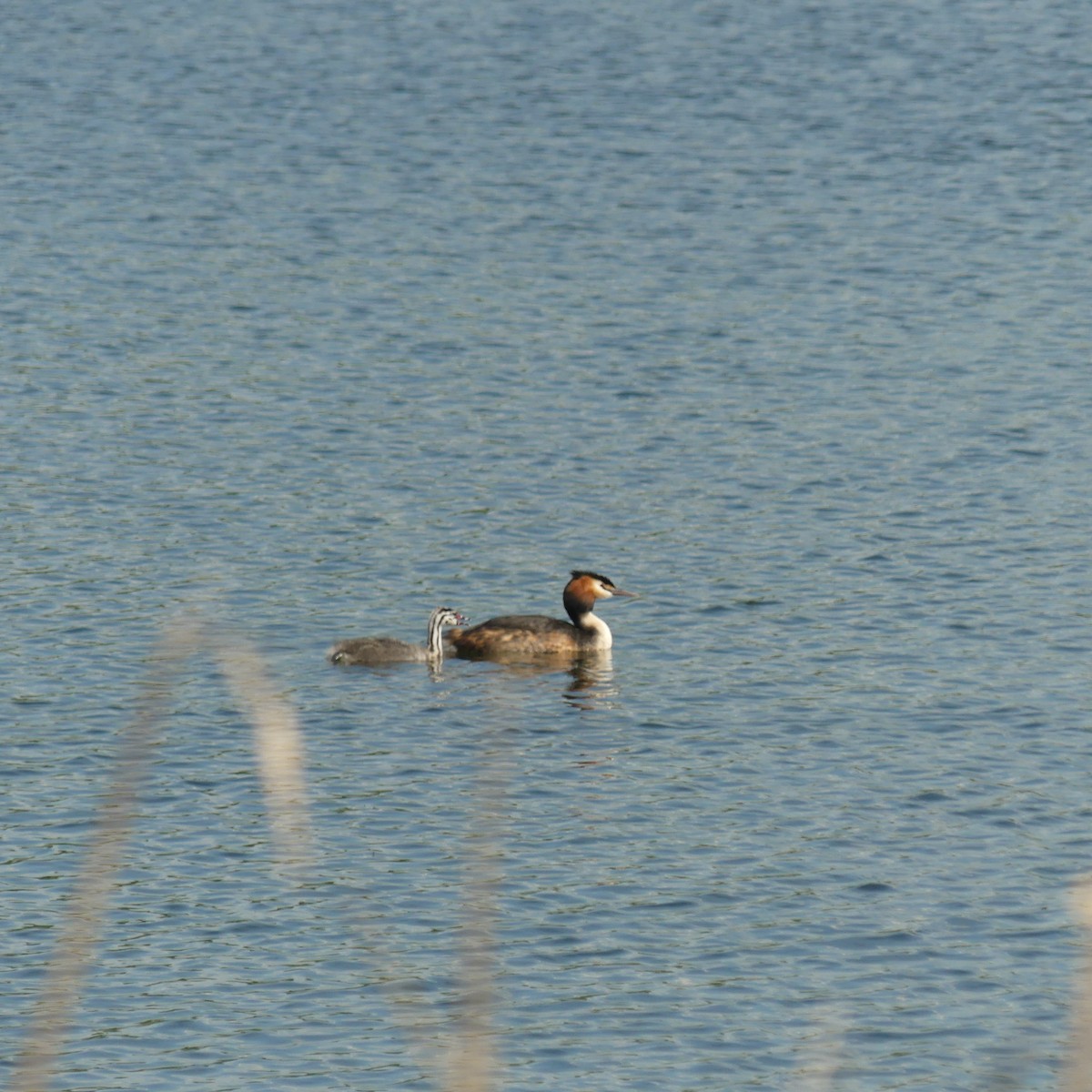 Great Crested Grebe - ML618565380