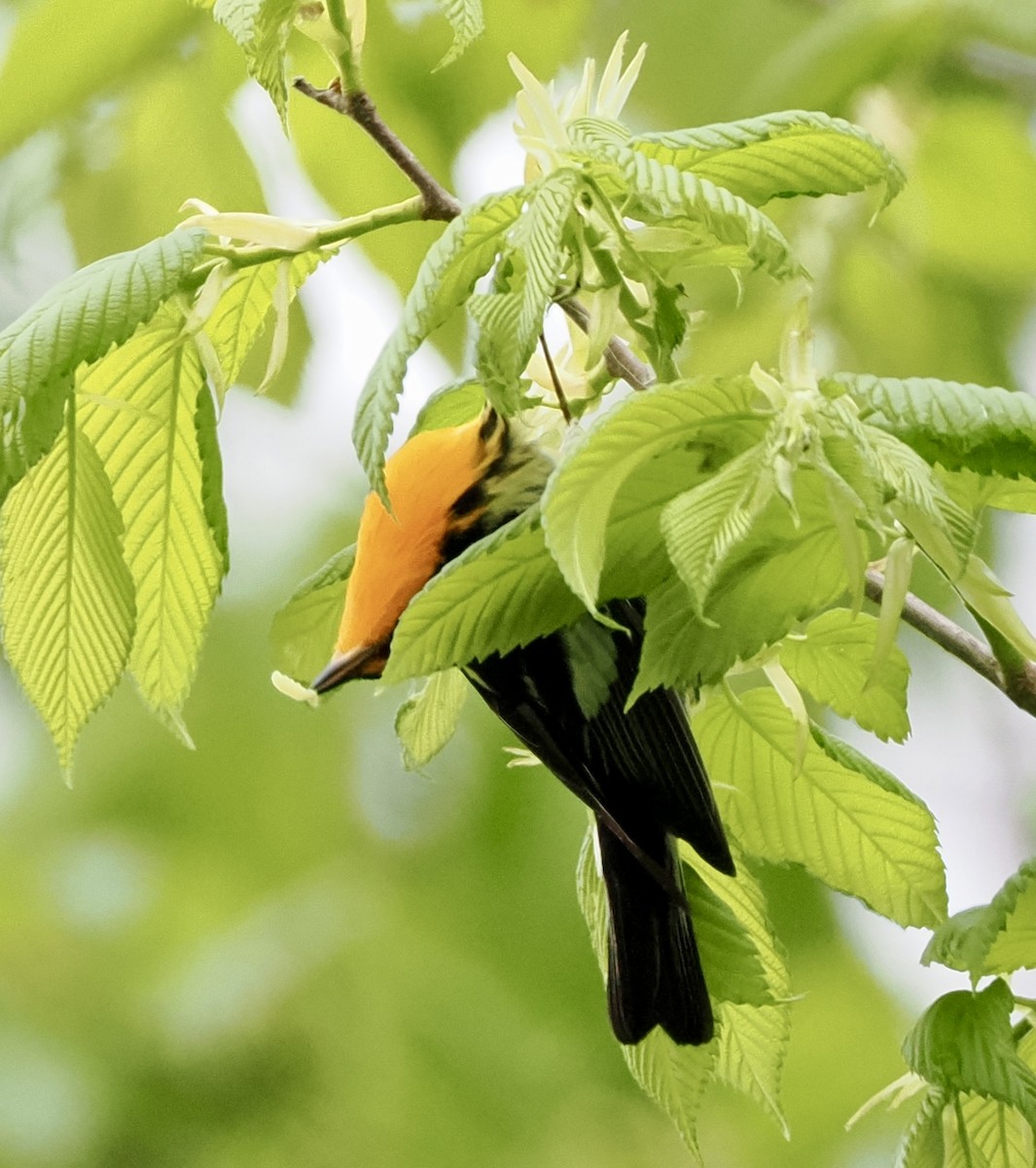 Blackburnian Warbler - Jeff Lamson