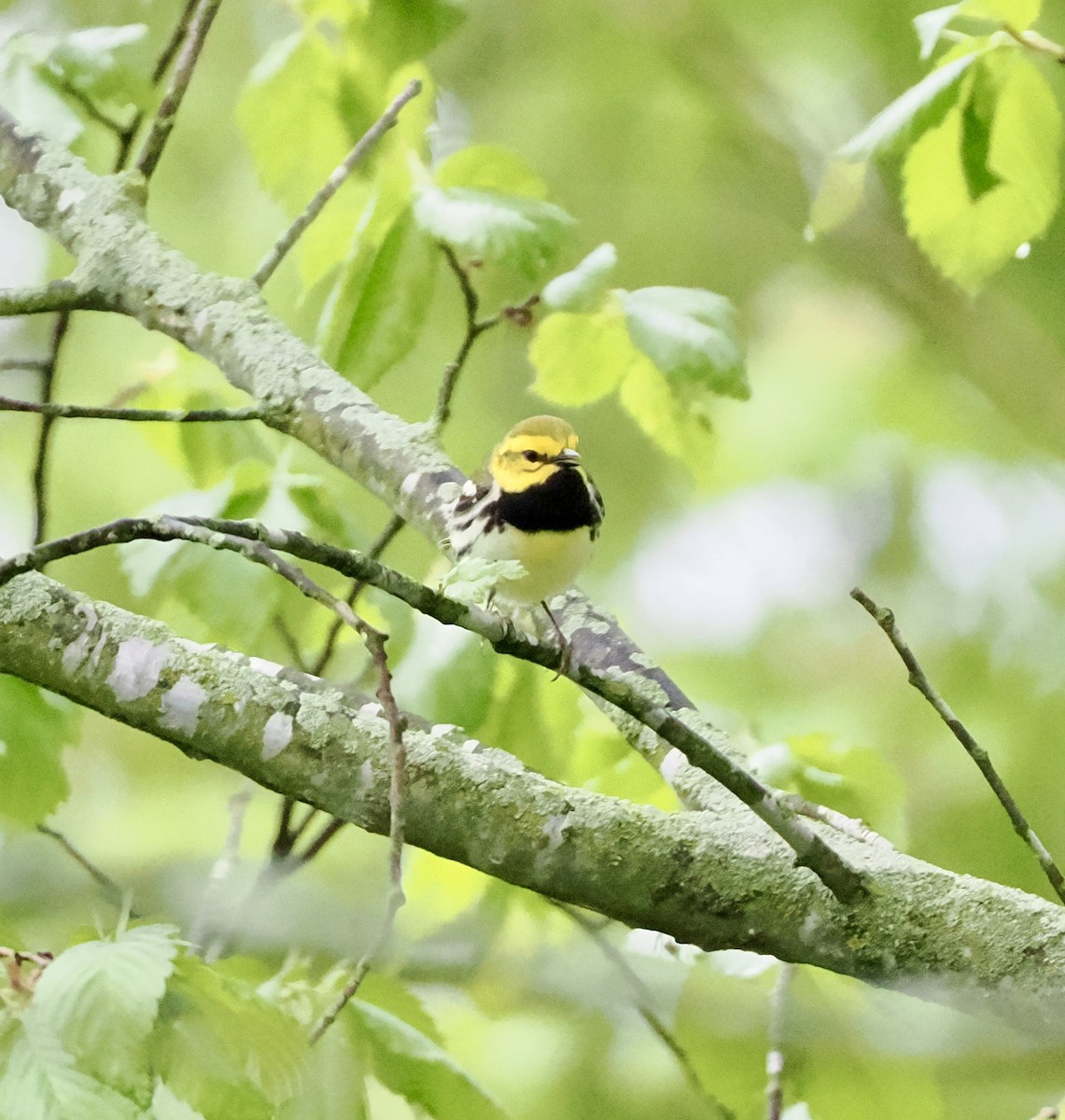 Black-throated Green Warbler - Jeff Lamson