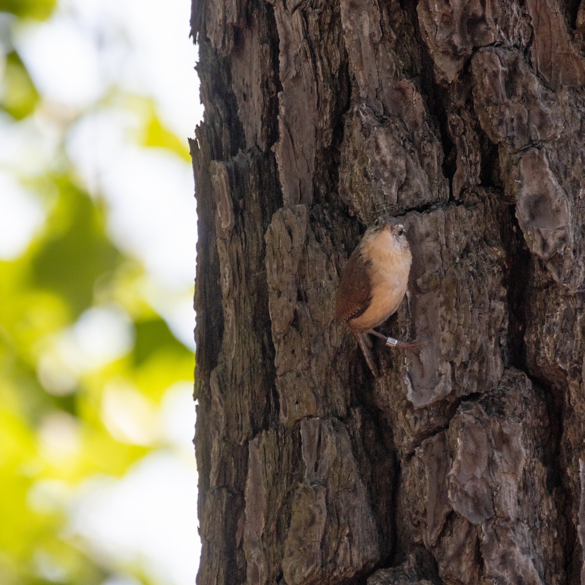 Carolina Wren - ML618565411