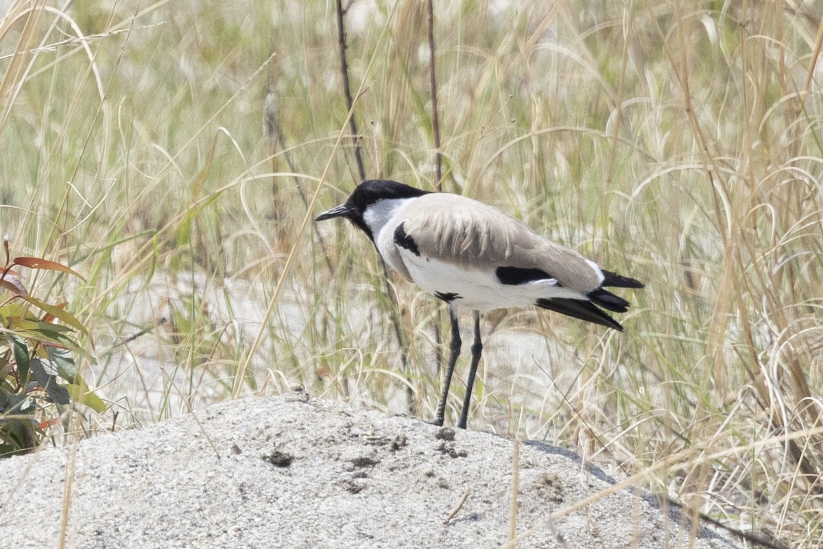 River Lapwing - ML618565418