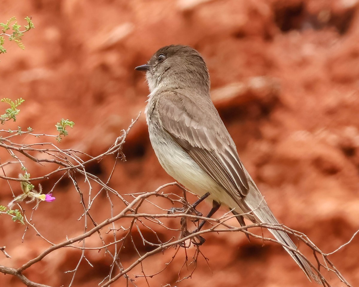 Eastern Phoebe - ML618565427