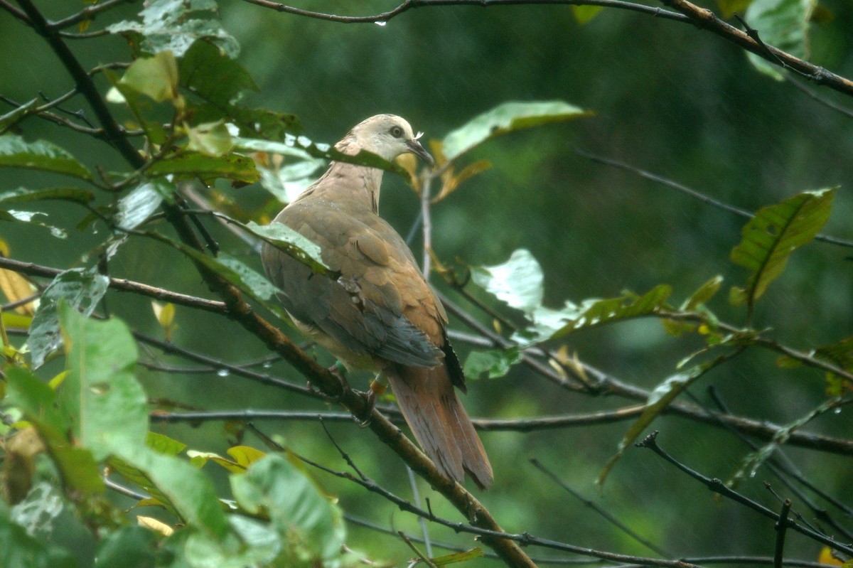 Pigeon rose - ML618565429