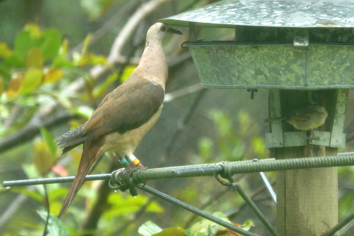 Pigeon rose - ML618565430