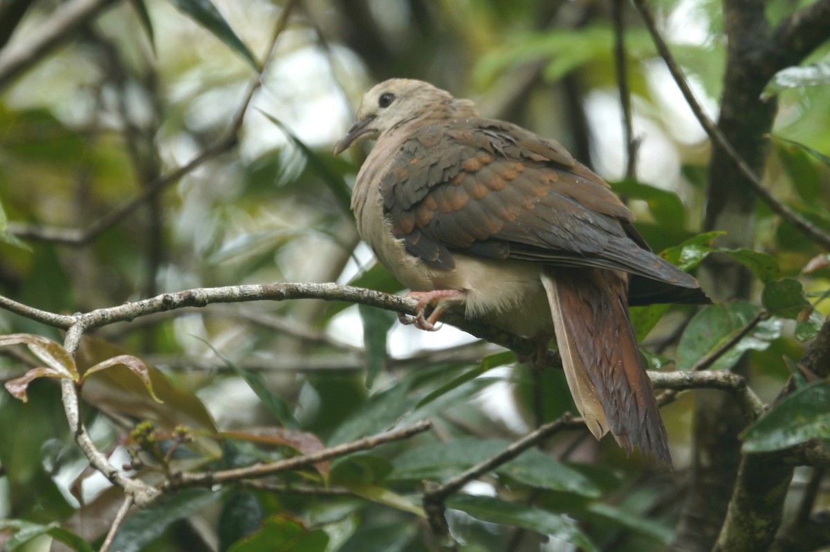 Pink Pigeon - ML618565432