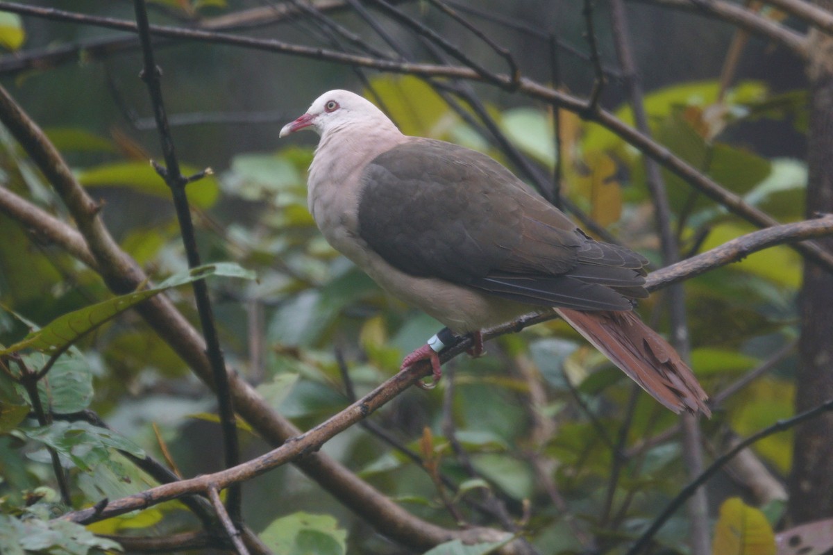 Pink Pigeon - ML618565433