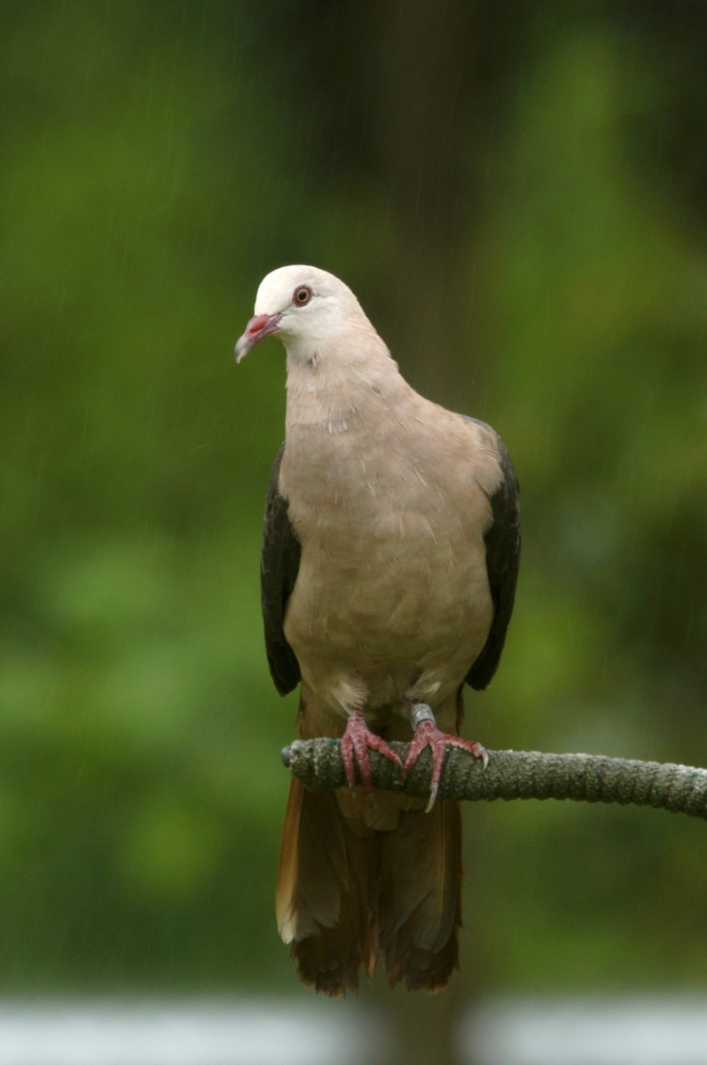 Pink Pigeon - ML618565434