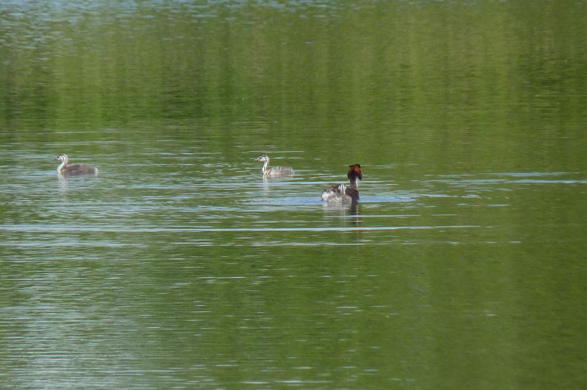 Great Crested Grebe - ML618565435