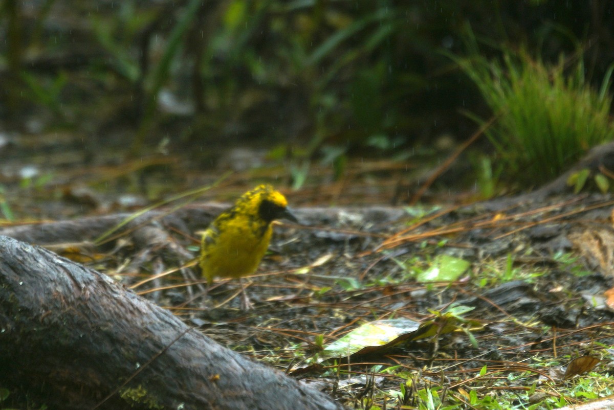 Village Weaver - ML618565442