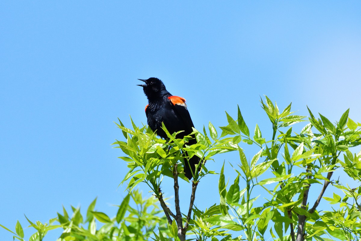 Red-winged Blackbird - ML618565450