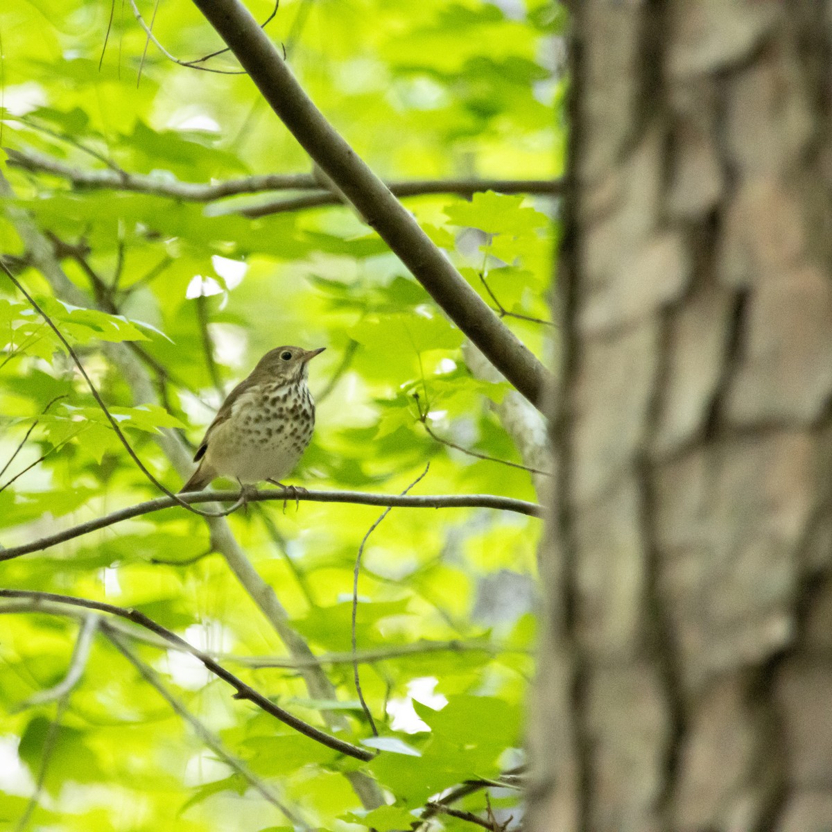Hermit Thrush - ML618565457