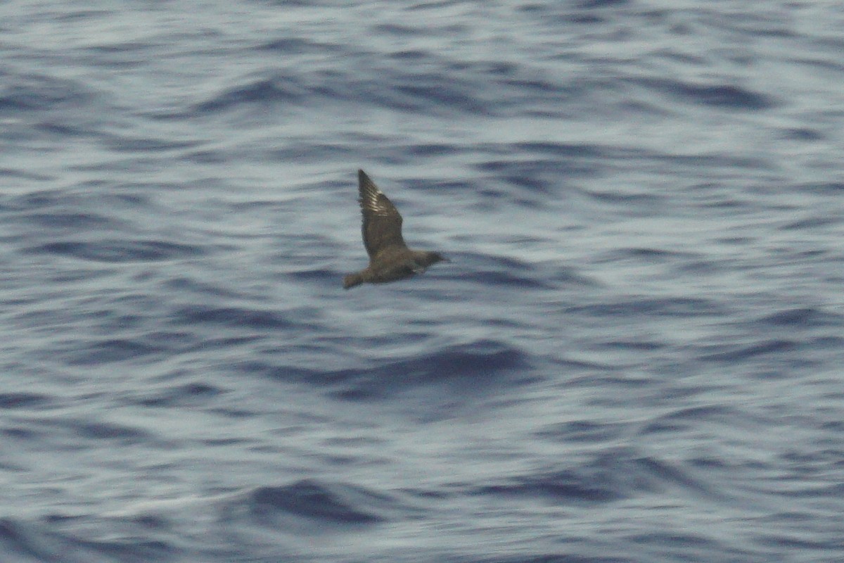 South Polar Skua - ML618565459