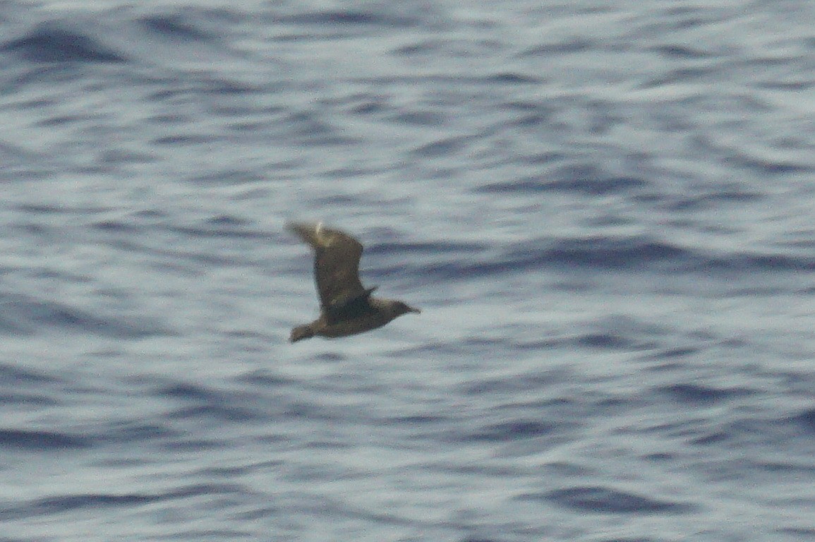 South Polar Skua - ML618565460