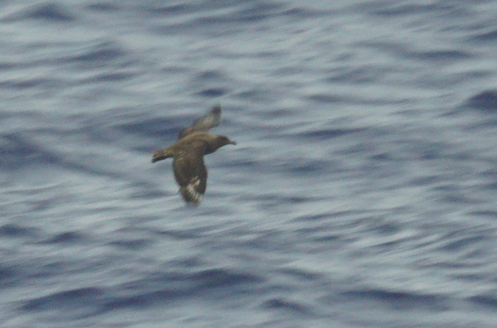 South Polar Skua - Mike Pennington