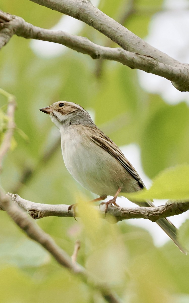 Clay-colored Sparrow - ML618565469