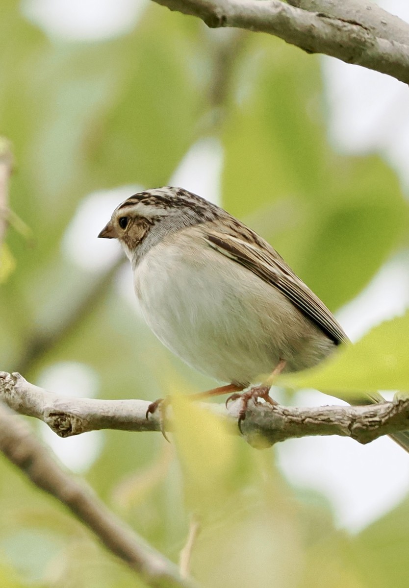 Clay-colored Sparrow - ML618565470