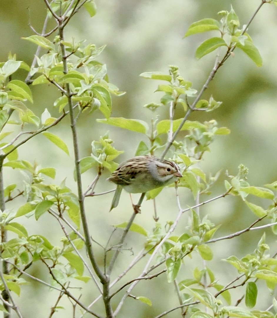 Clay-colored Sparrow - Jeff Lamson