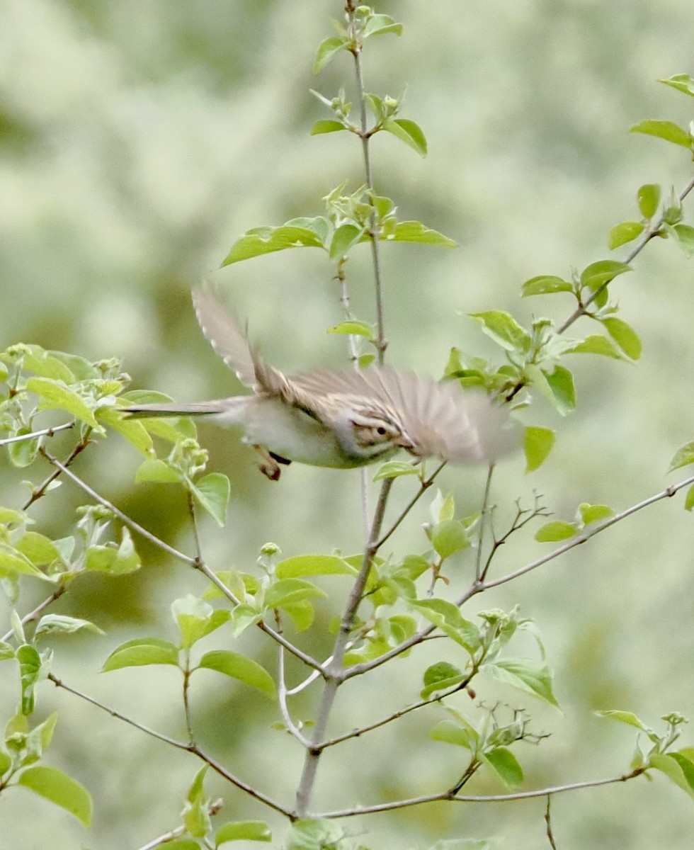 Clay-colored Sparrow - ML618565472