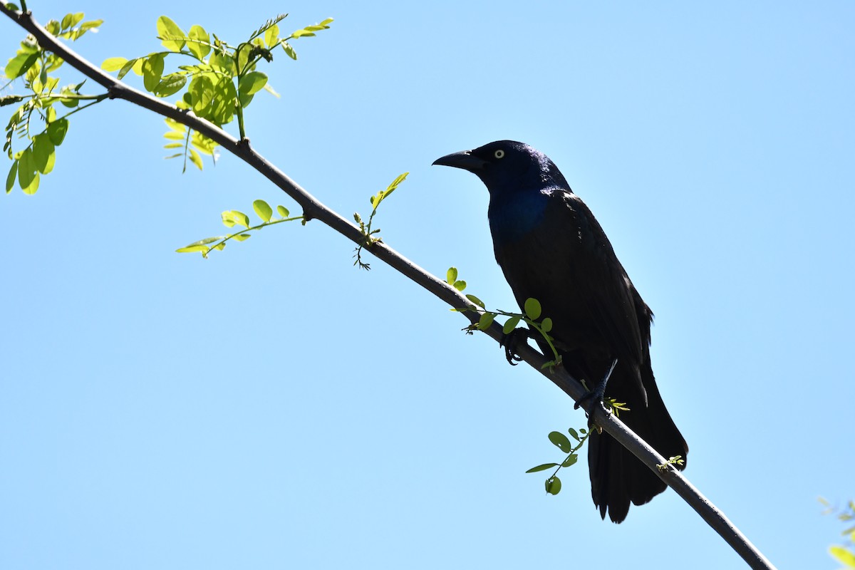 vlhovec lesklý - ML618565478