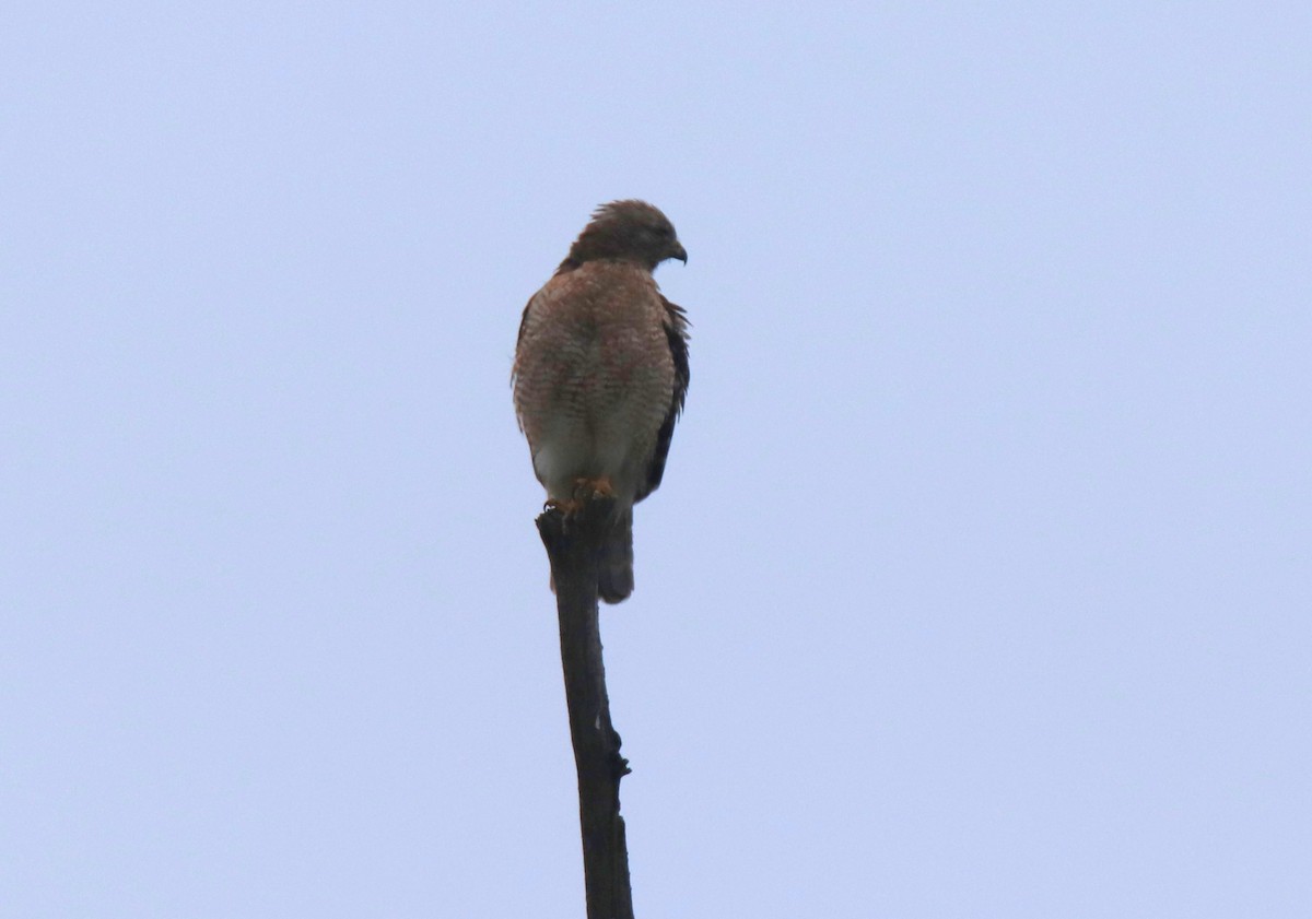 Red-shouldered Hawk - ML618565487