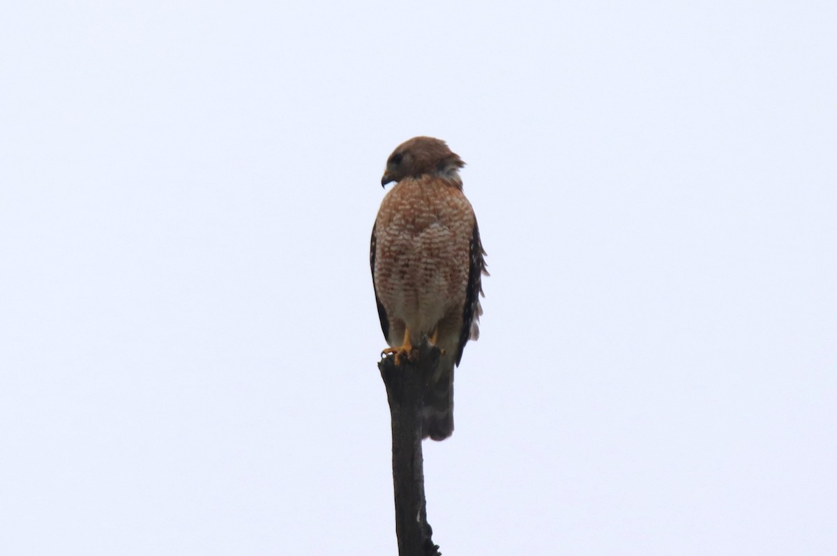 Red-shouldered Hawk - ML618565494