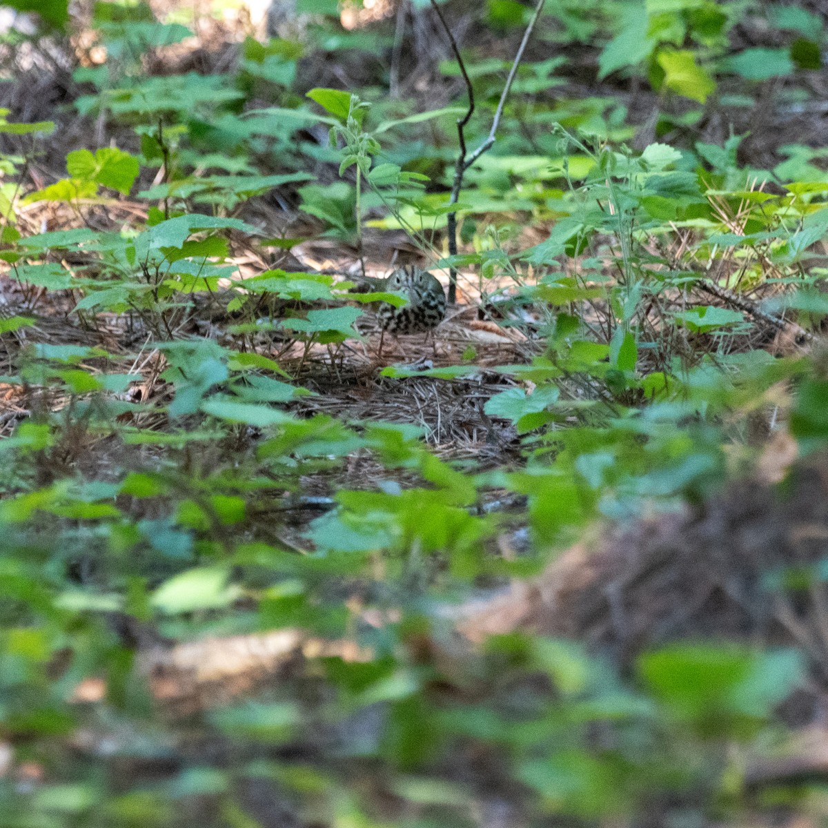 Ovenbird - ML618565519