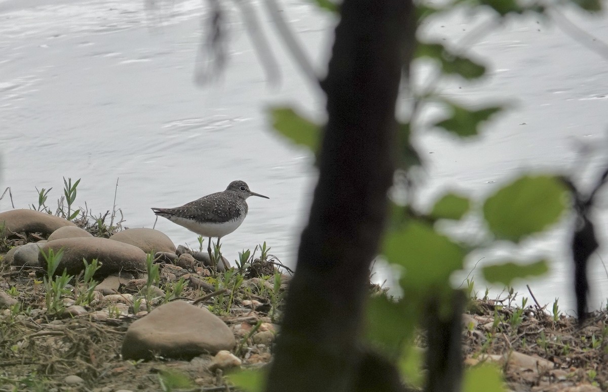 Solitary Sandpiper - ML618565558